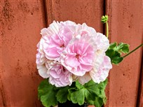 J&auml;gershus Coconut Ice