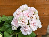 J&auml;gershus Syster Helen