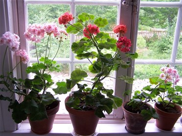 Mitt pelargonfönster